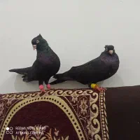 اشعل دم سفید و سیاه آبادانی و سینه ایی و طوقی۷رنگ|پرنده|خرمشهر, |دیوار