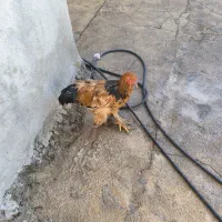 خروس برهما|حیوانات مزرعه|چرداول, |دیوار