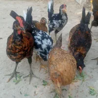 خروس|حیوانات مزرعه|بندر دیر, |دیوار