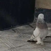 گمشده کبوتر