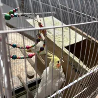 عروس هلندی نر و ماده مولد|پرنده|دوگنبدان, |دیوار