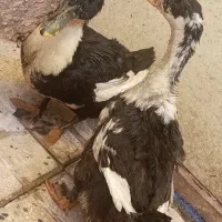 اردک