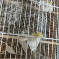 دو جفت عروس هلندی لوتینو|پرنده|هندیجان, |دیوار