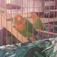 طوطی برزیلی