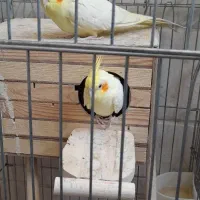 عروس هلندی نر و ماده