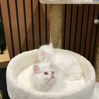 پرشین ماده آماده تحویل|گربه|چالوس, |دیوار