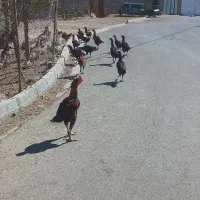 فروش مرغو خروس لاری|حیوانات مزرعه|دیواندره, |دیوار