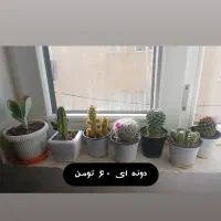 تعدادی گل و گلدان تنها