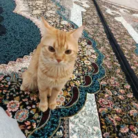 گربه|گربه|قم, کلهری|دیوار
