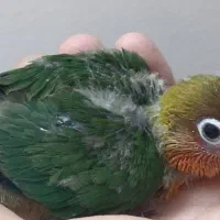 جوجه برزیلی|پرنده|ری, ملکآباد|دیوار