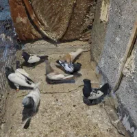 سینه کله|پرنده|مشهد, نوید|دیوار