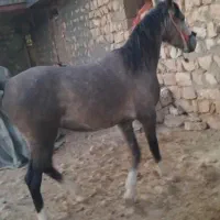 مادیان|اسب و تجهیزات اسب‌سواری|کرمانشاه, |دیوار