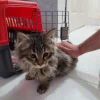 واگذاری گربه