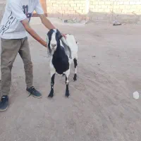 بز پاکستانی اصیل