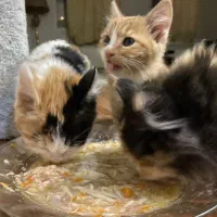 واگذاری سه تا بچه گربه|گربه|پردیس, فاز ۲|دیوار