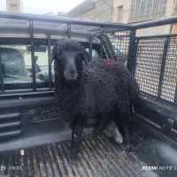 شمال /شرق/جنوب/غرب/زنده بهداشتی گوسفند|حیوانات مزرعه|ری, دیلمان|دیوار