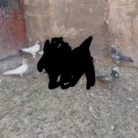 کبوتر|پرنده|قم, ولیعصر|دیوار