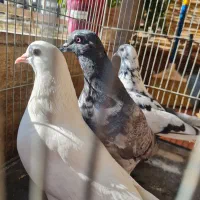 فروش بوم کبوتر