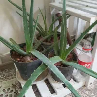 گل آلوئه ورا بزرگ و کوچک ارزان (فروش یا معاوضه)|گل و گیاه طبیعی|قم, زنبیل آباد|دیوار