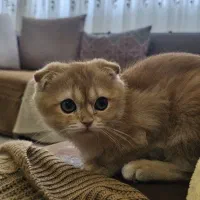 گربه اسکاتیش اصالت دار