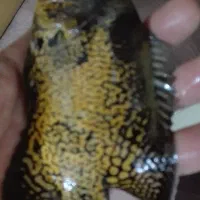 ماهی اسکار زیبا