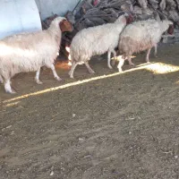 سه عدت میش داشتی دوتا شک یک میش سه شکم|حیوانات مزرعه|آبدانان, |دیوار