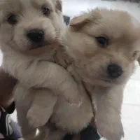 سگ پامر / شینزو