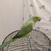 فروش جوجه ملنگو ۱۰ماه