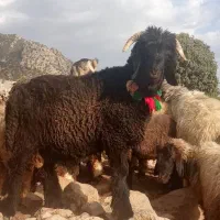 کوه نر بختیاری|حیوانات مزرعه|اندیکا, |دیوار