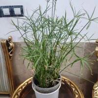 گل برگ انجیری،سانسوریا،نخل مرداب،رویال،قاشقی|گل و گیاه طبیعی|مشهد, مصلی (کارمندان اول)|دیوار