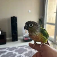 گرینچک کاملا رام و سخنگو