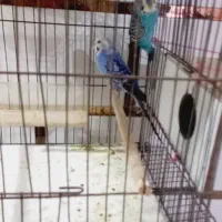 مرغ عشق سر تخم