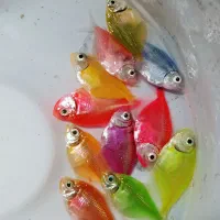 فروش عمده و خرده ماهی آکواریومی