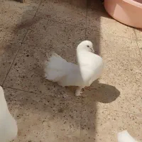 کفتر سفید پاپر و دم چتری