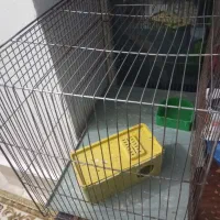 قفس پرنده مرغ عشق