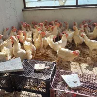 فروش مرغ تخمگذار