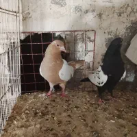 جفت سینه ایی