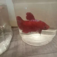 ماهی فایتر نر|ماهی|تهران, زهتابی|دیوار