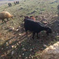 بز و بزغاله نر