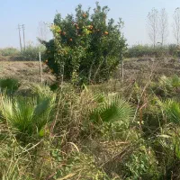 فروش پالم دوساله