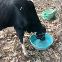 گاو شیری با گوساله نر|حیوانات مزرعه|شاندرمن, |دیوار