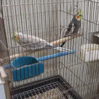 عروس مولدوزیبا|پرنده|اردکان, |دیوار