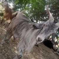 دو عدد بز کهره دار