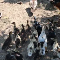 تعداد دوازده عدد اسباب بازی