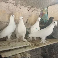 مسافتی ولوطی وفیلی