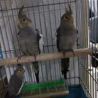 عروس هلندی
