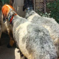 قوچ بز دوبر بره م ی ش