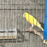 قناری نر|پرنده|آذرشهر, |دیوار