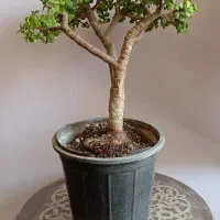 بنسای پرتلاکاریا