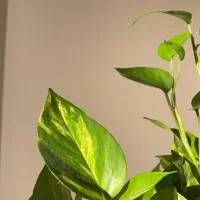 قرص کود و حرک رشد گیاهان آپارتمانی